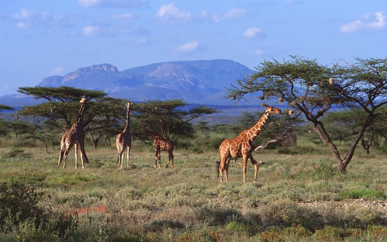 Giraffe wallpaper alba #7 - 1280x800