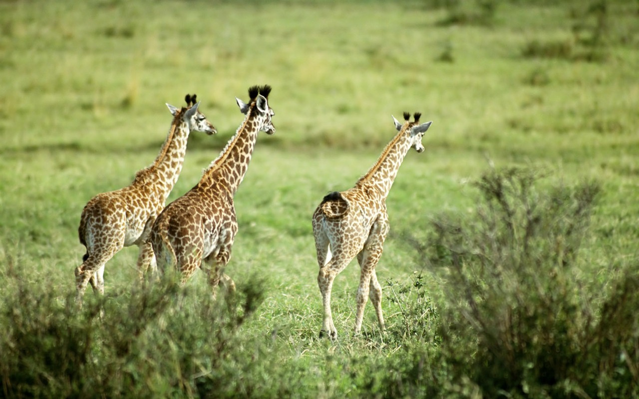 Giraffe wallpaper alba #8 - 1280x800