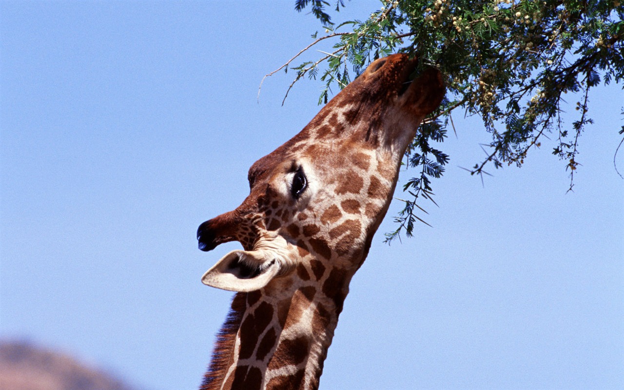 Giraffe wallpaper alba #9 - 1280x800