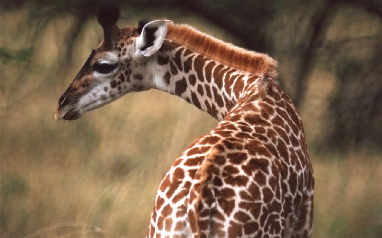 Giraffe wallpaper alba #10 - 1280x800