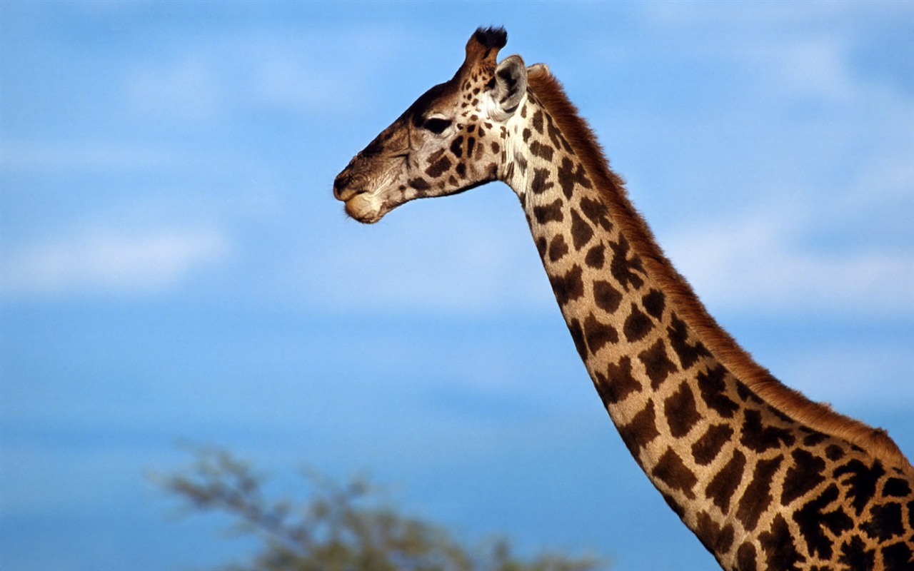 Giraffe wallpaper alba #11 - 1280x800