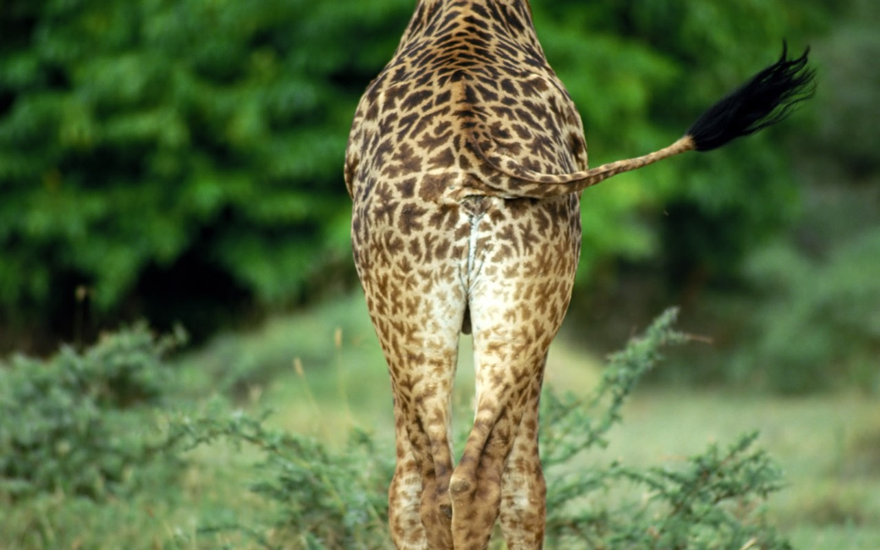 Giraffe wallpaper alba #12 - 1280x800