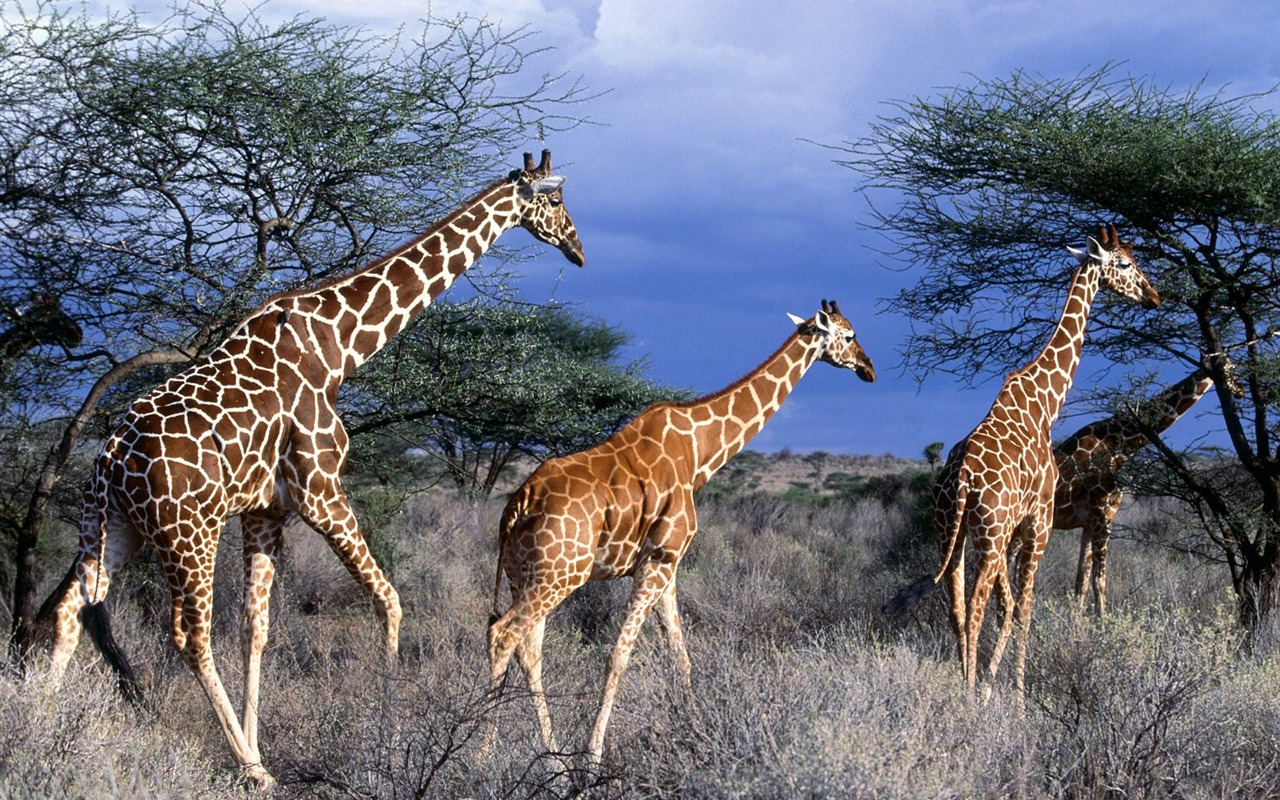 Giraffe wallpaper alba #13 - 1280x800