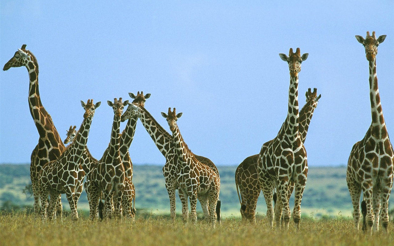 Giraffe wallpaper alba #14 - 1280x800