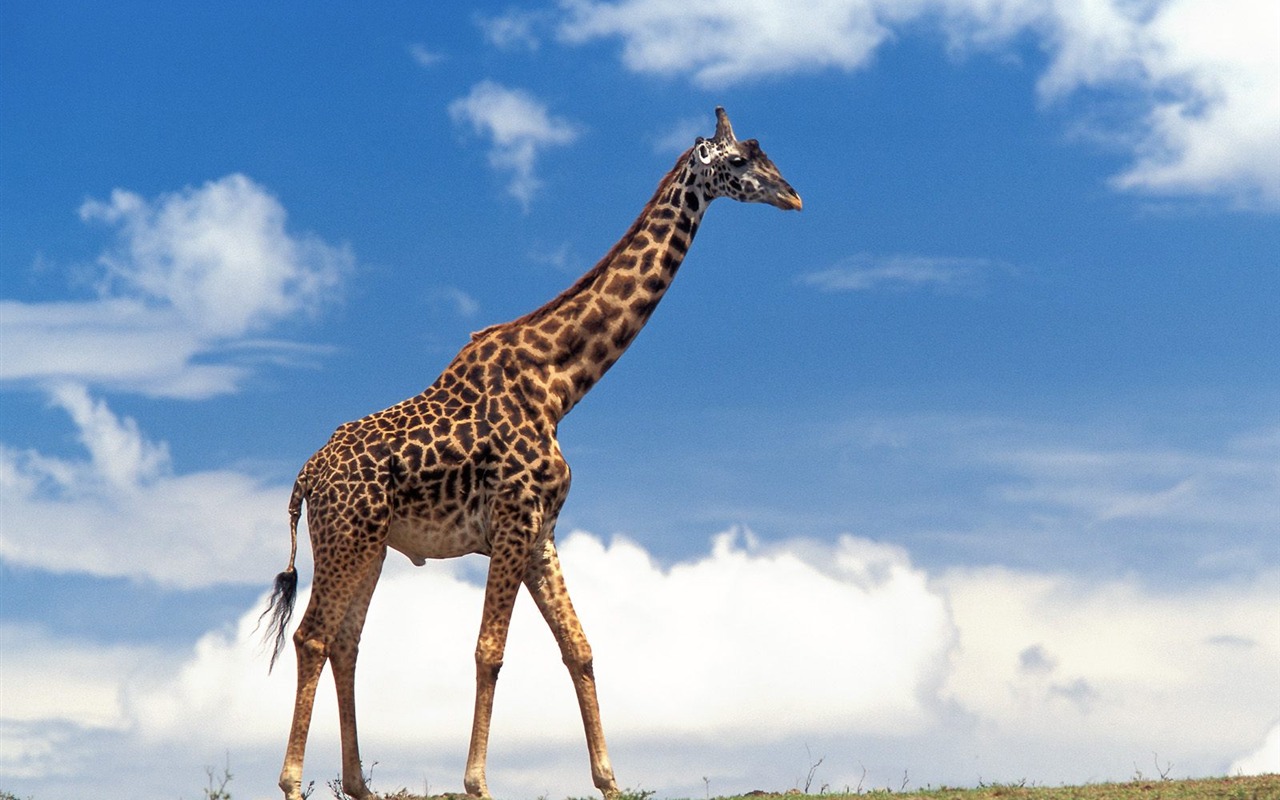 Giraffe wallpaper alba #15 - 1280x800