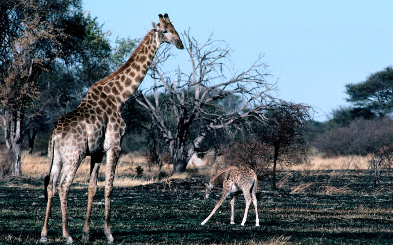 Giraffe wallpaper alba #16 - 1280x800