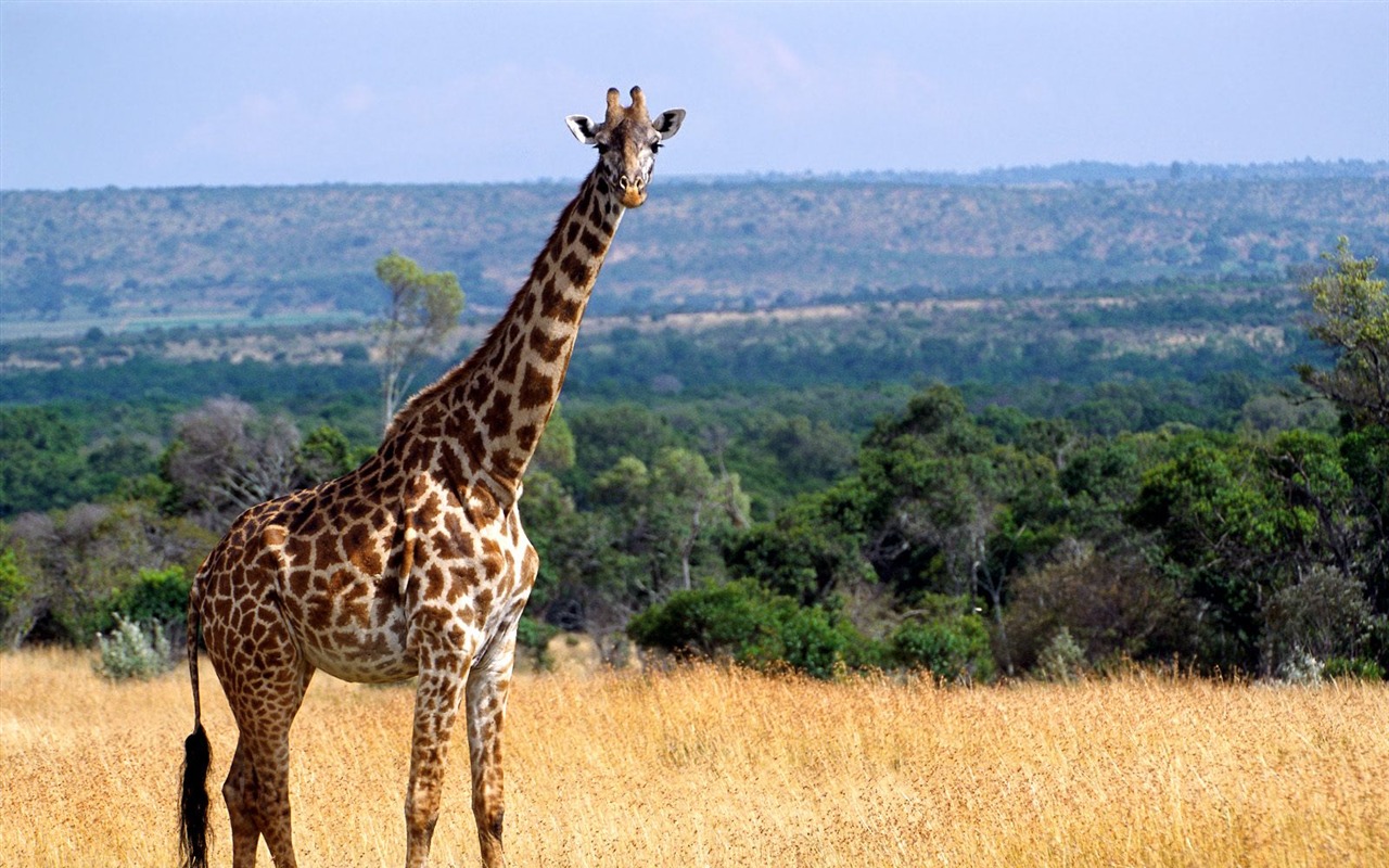 Giraffe wallpaper albums #17 - 1280x800