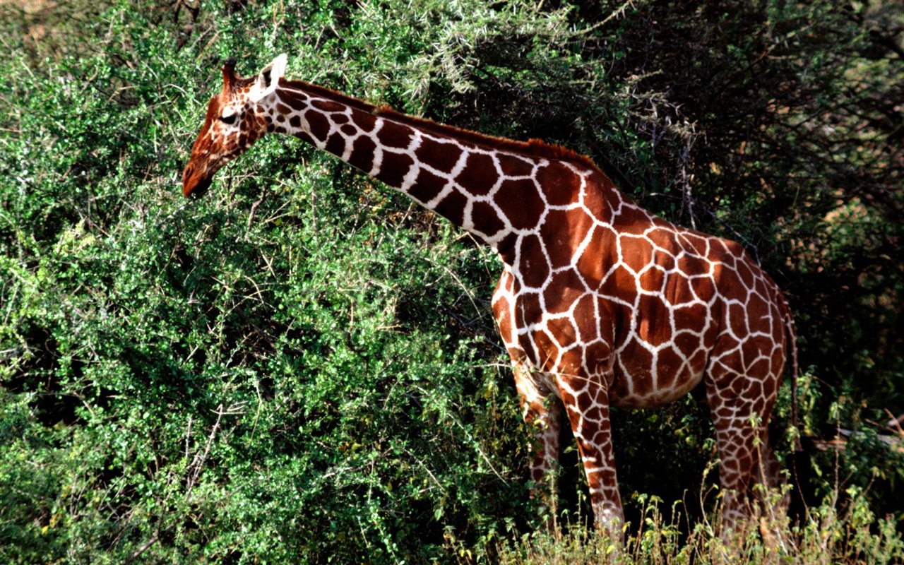 Giraffe wallpaper alba #18 - 1280x800