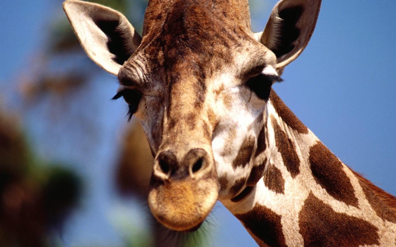 Giraffe wallpaper alba #19 - 1280x800