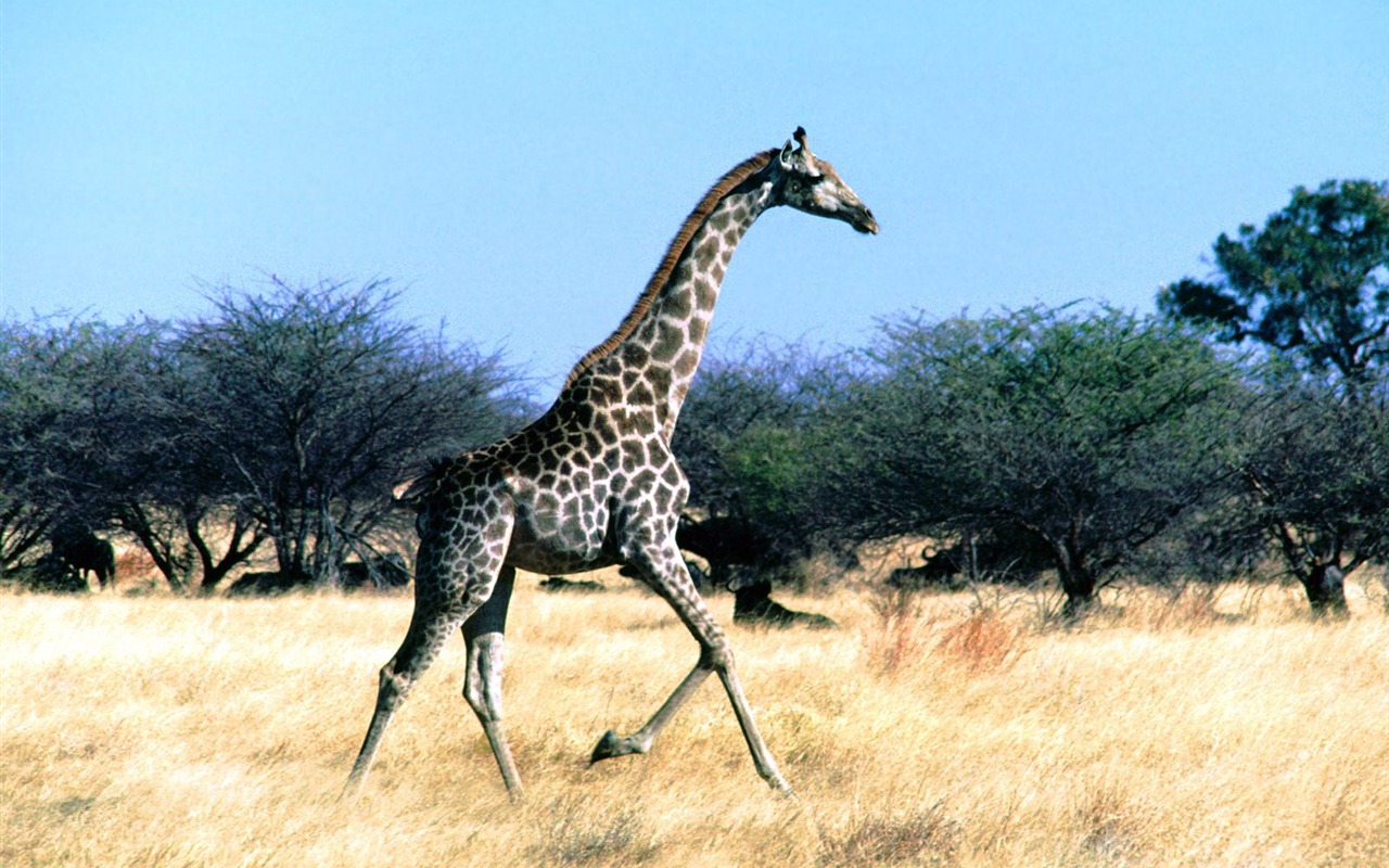 Giraffe wallpaper alba #22 - 1280x800