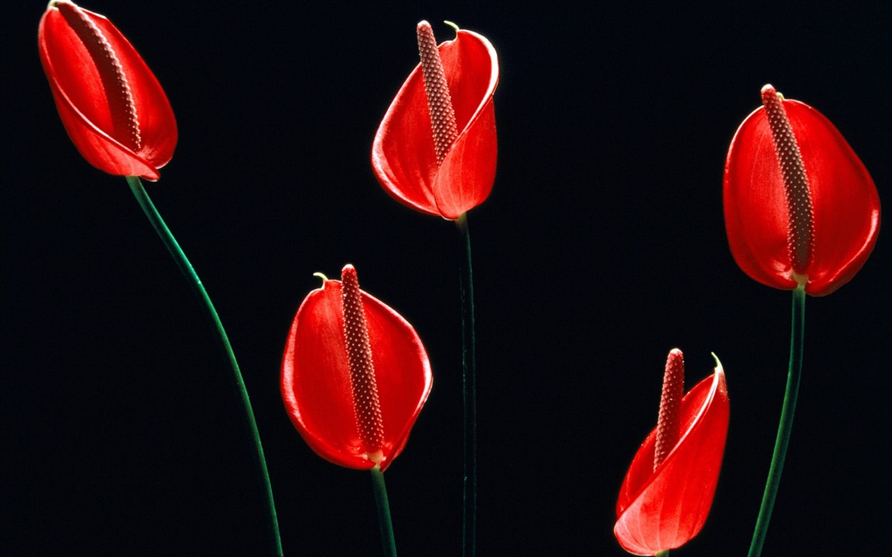 Flowers close-up (19) #3 - 1280x800