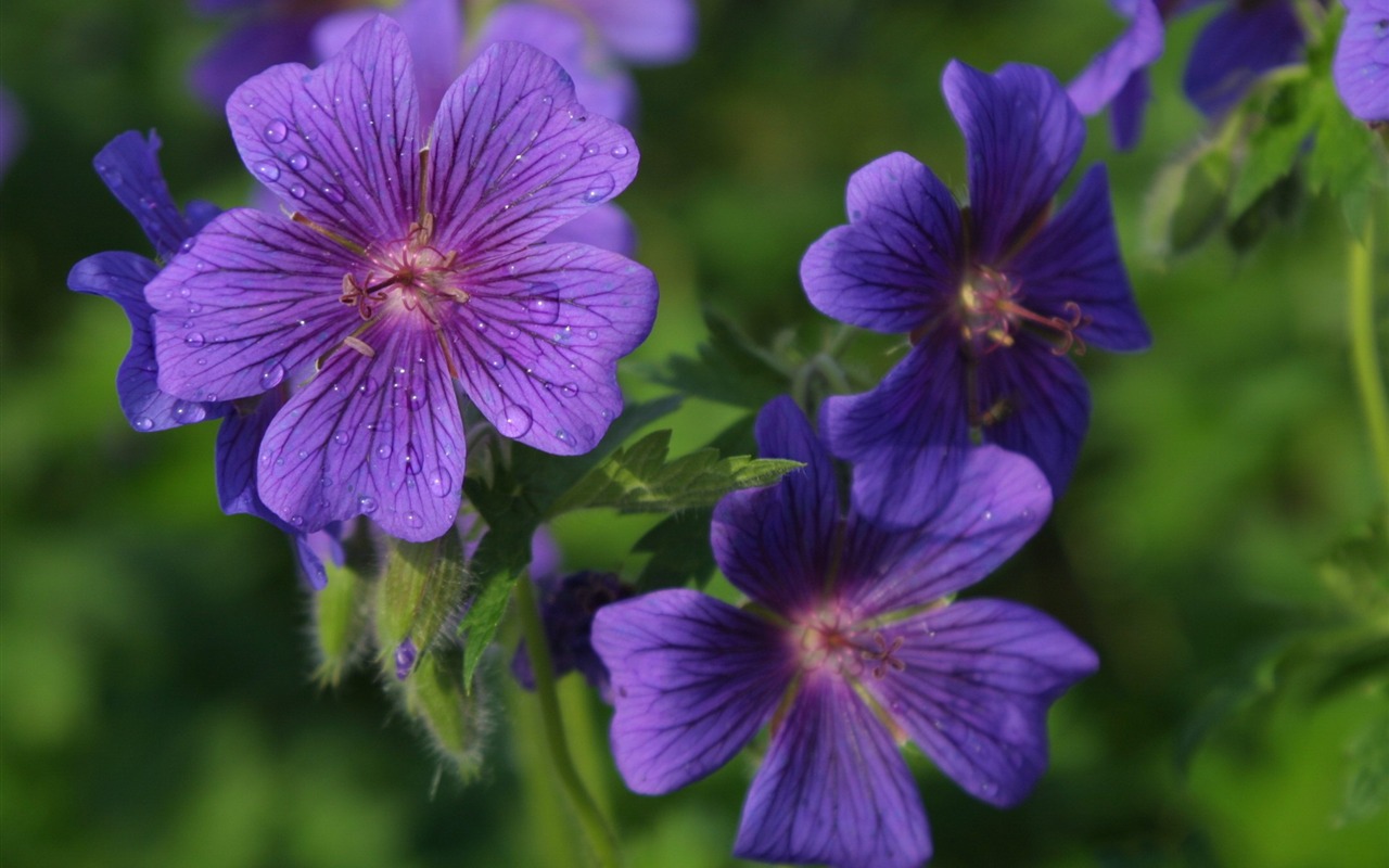 Flowers close-up (19) #7 - 1280x800