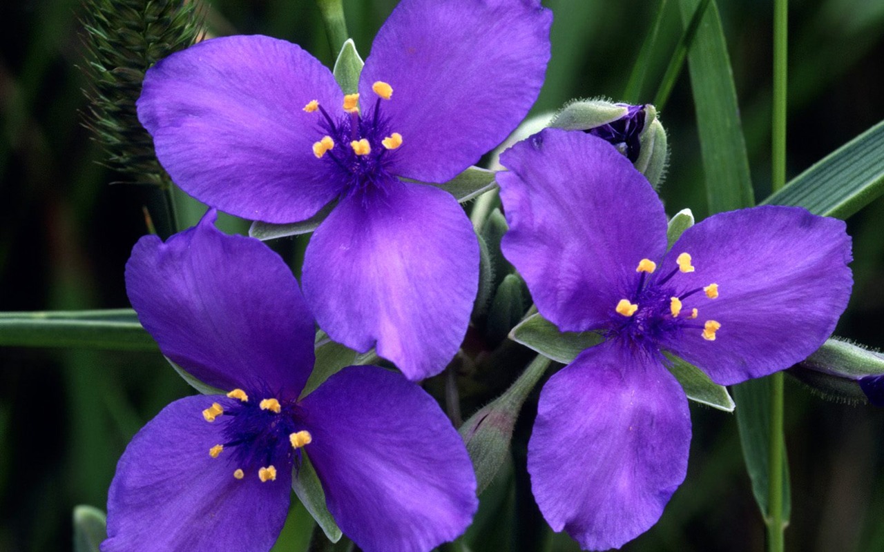 Flowers close-up (19) #8 - 1280x800