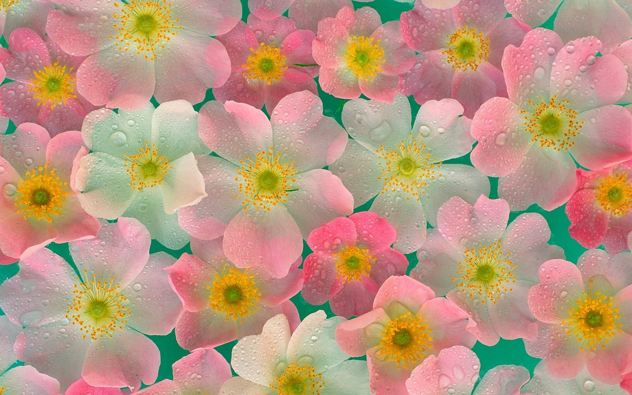 Flowers close-up (19) #9 - 1280x800