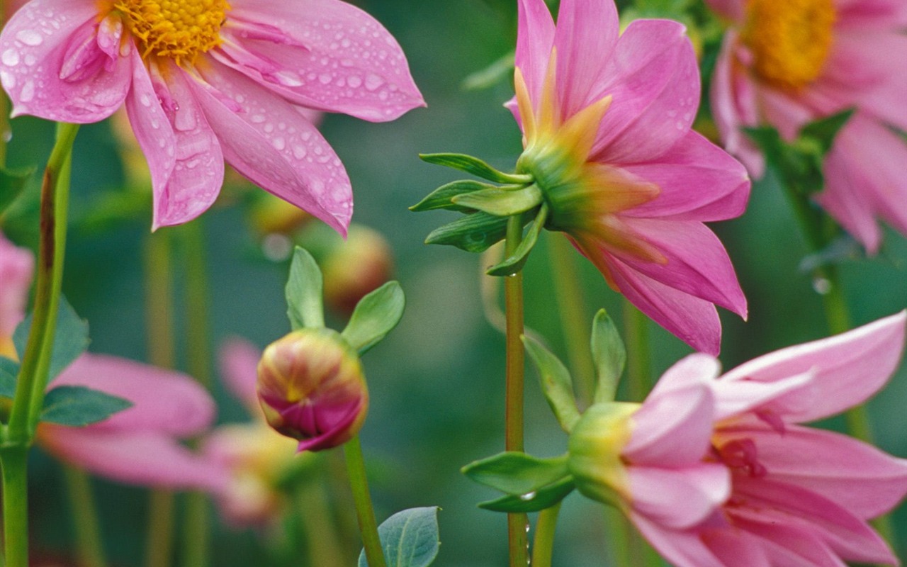 Flowers close-up (19) #17 - 1280x800