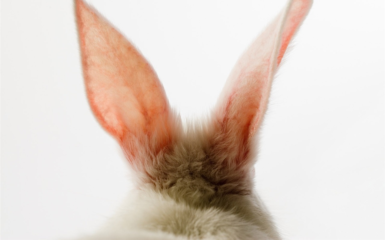 Easter wallpaper album (6) #4 - 1280x800