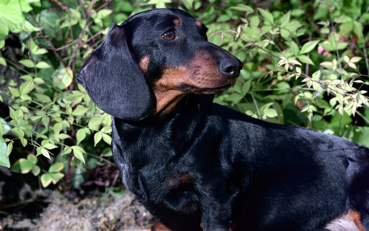 1600 dog photo wallpaper (4) #13 - 1280x800