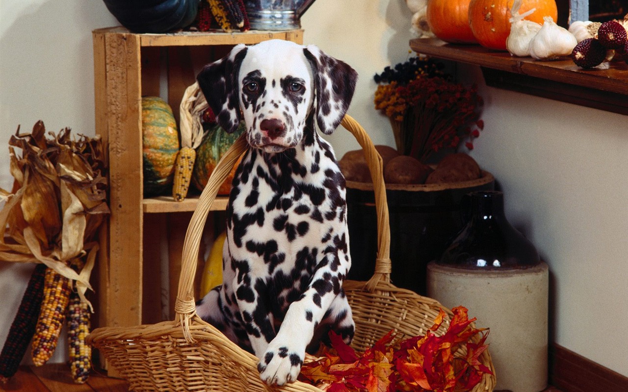 1600 dog photo wallpaper (4) #20 - 1280x800