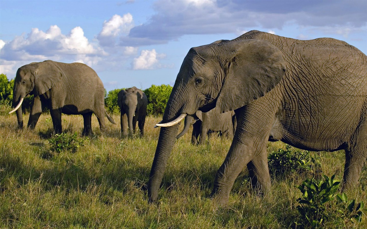 Elephant Photo Wallpaper #2 - 1280x800