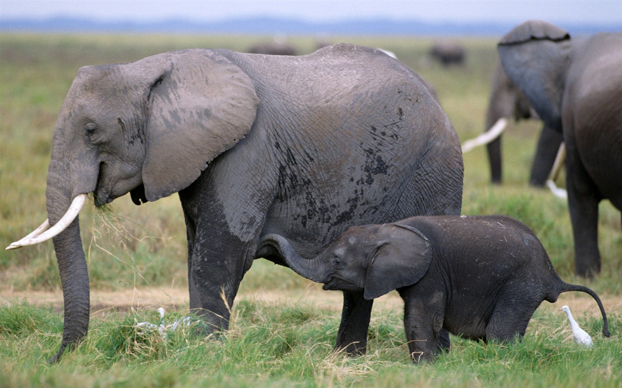Elephant Photo Wallpaper #4 - 1280x800