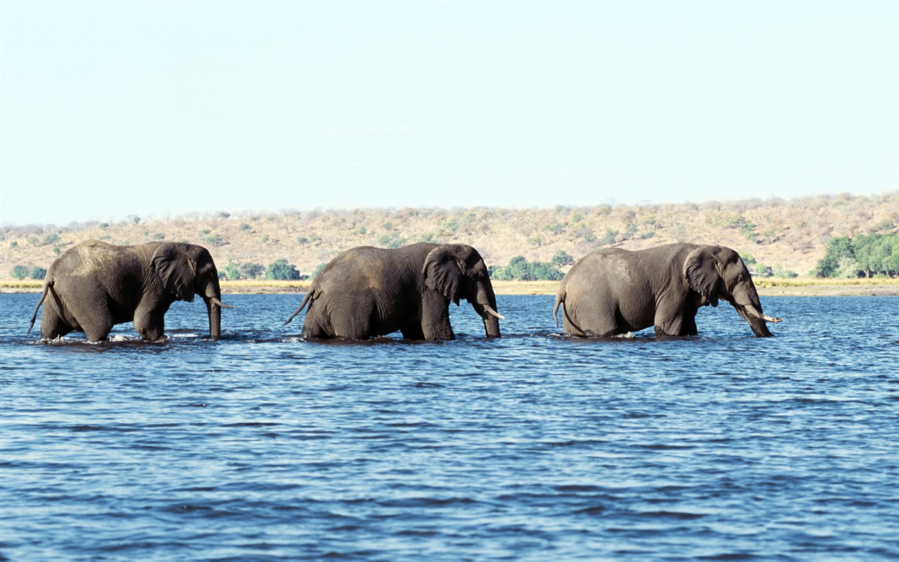 Elephant Foto Wallpaper #5 - 1280x800