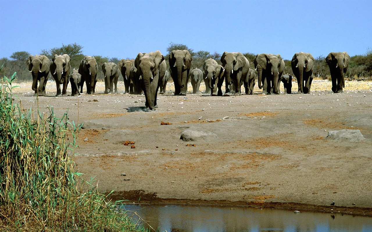 Fond d'écran Photo Elephant #6 - 1280x800