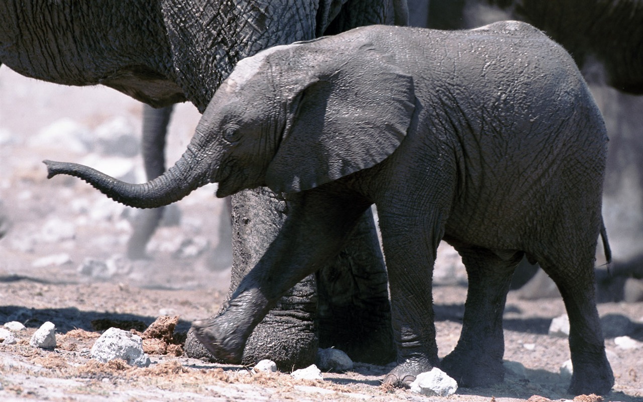 Elephant Foto Wallpaper #8 - 1280x800