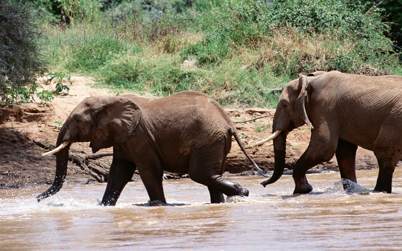 Elephant Foto Wallpaper #14 - 1280x800