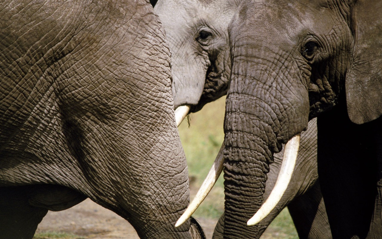 Elephant Foto Wallpaper #19 - 1280x800