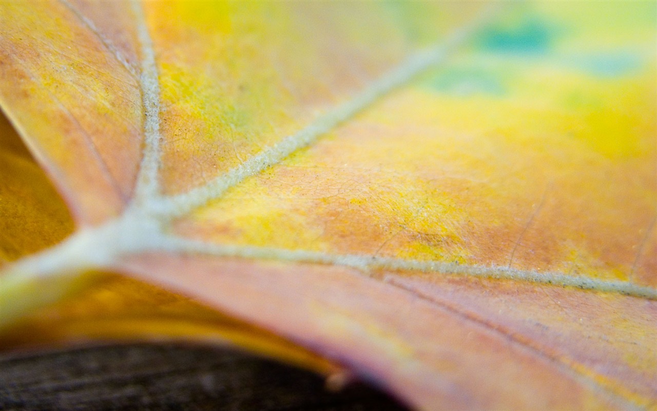 Foreign photography green leaf wallpaper (1) #3 - 1280x800