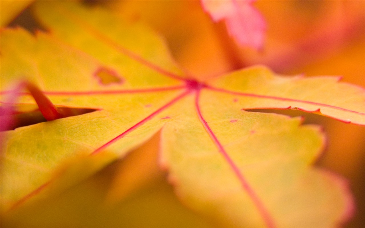 Foreign photography green leaf wallpaper (1) #4 - 1280x800