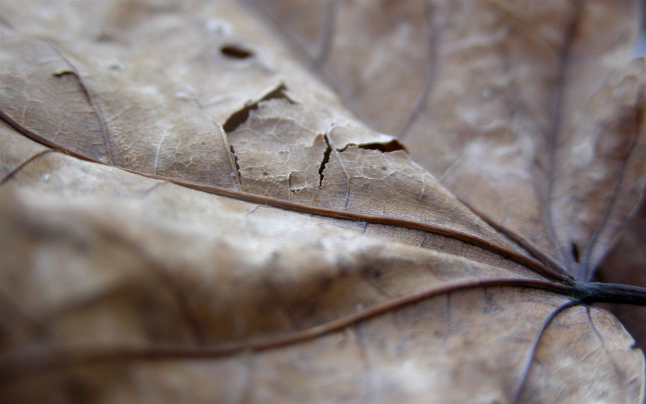 Foreign photography green leaf wallpaper (1) #5 - 1280x800