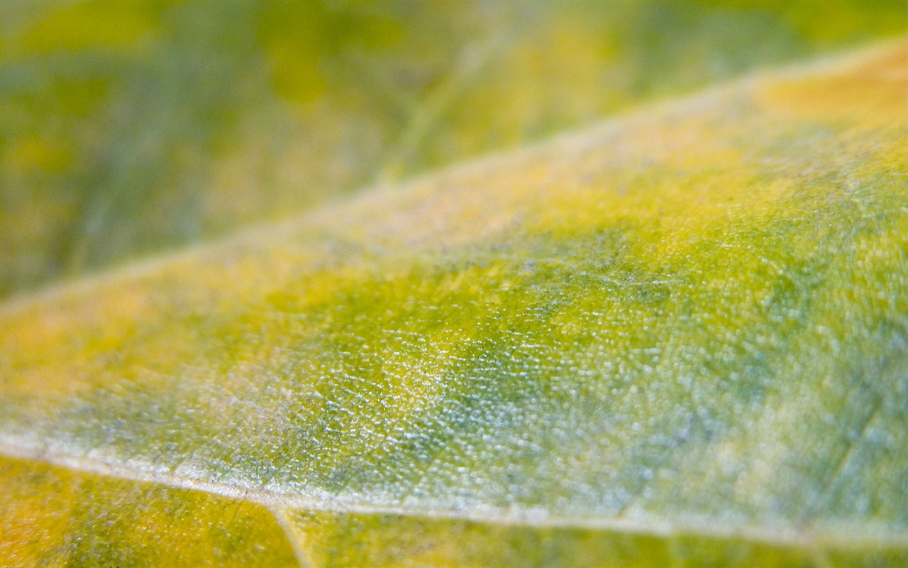 Foreign photography green leaf wallpaper (1) #6 - 1280x800