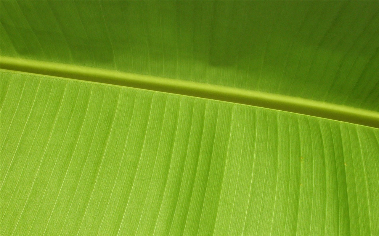 외국 사진 녹색 잎의 벽지 (1) #9 - 1280x800