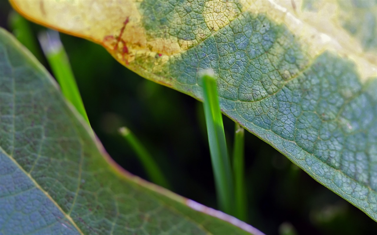 Foreign photography green leaf wallpaper (1) #12 - 1280x800