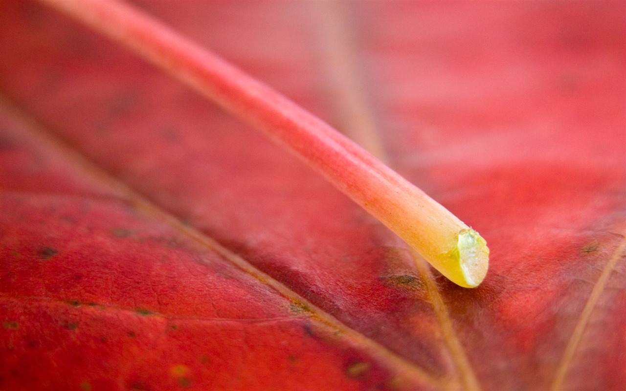 Foreign photography green leaf wallpaper (1) #13 - 1280x800