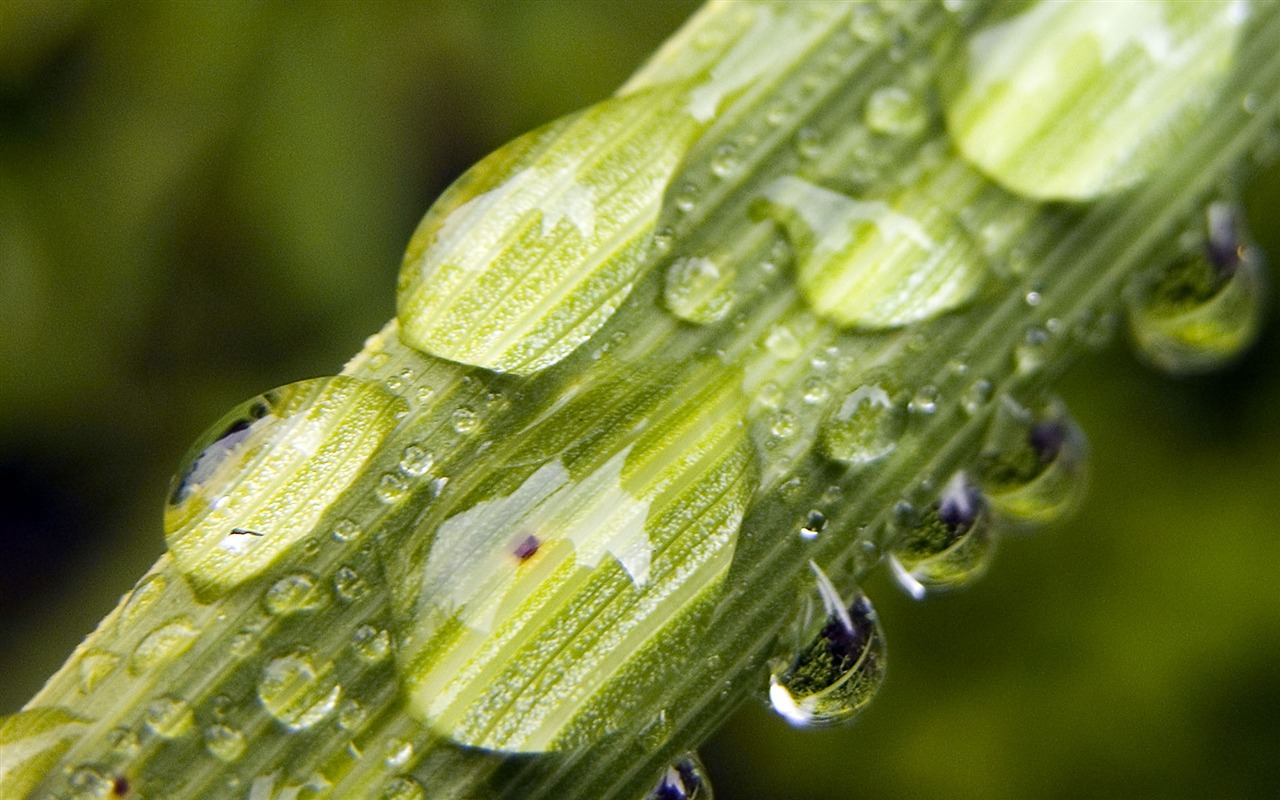 Foreign photography green leaf wallpaper (1) #14 - 1280x800