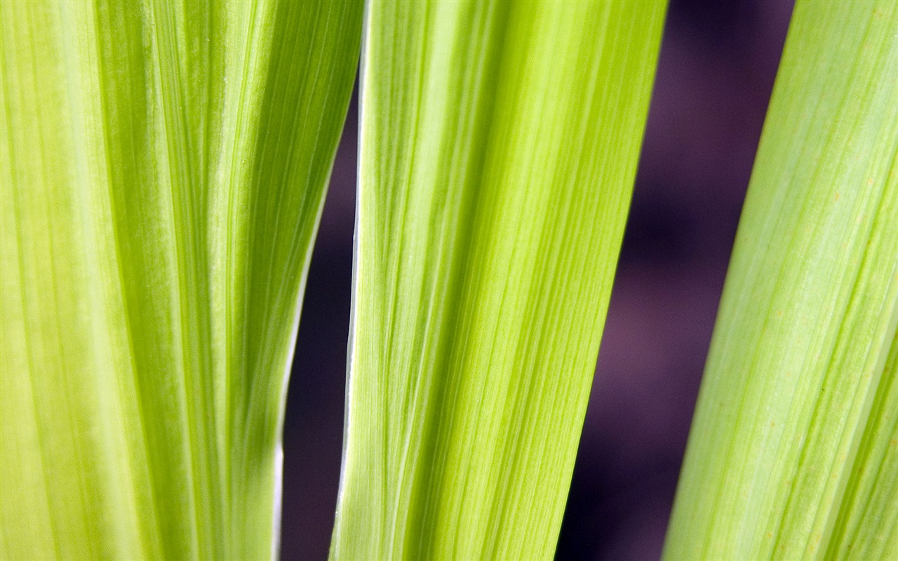 Foreign photography green leaf wallpaper (1) #15 - 1280x800