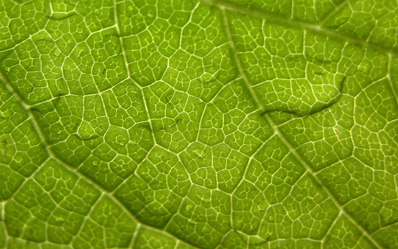 Foreign photography green leaf wallpaper (1) #16 - 1280x800