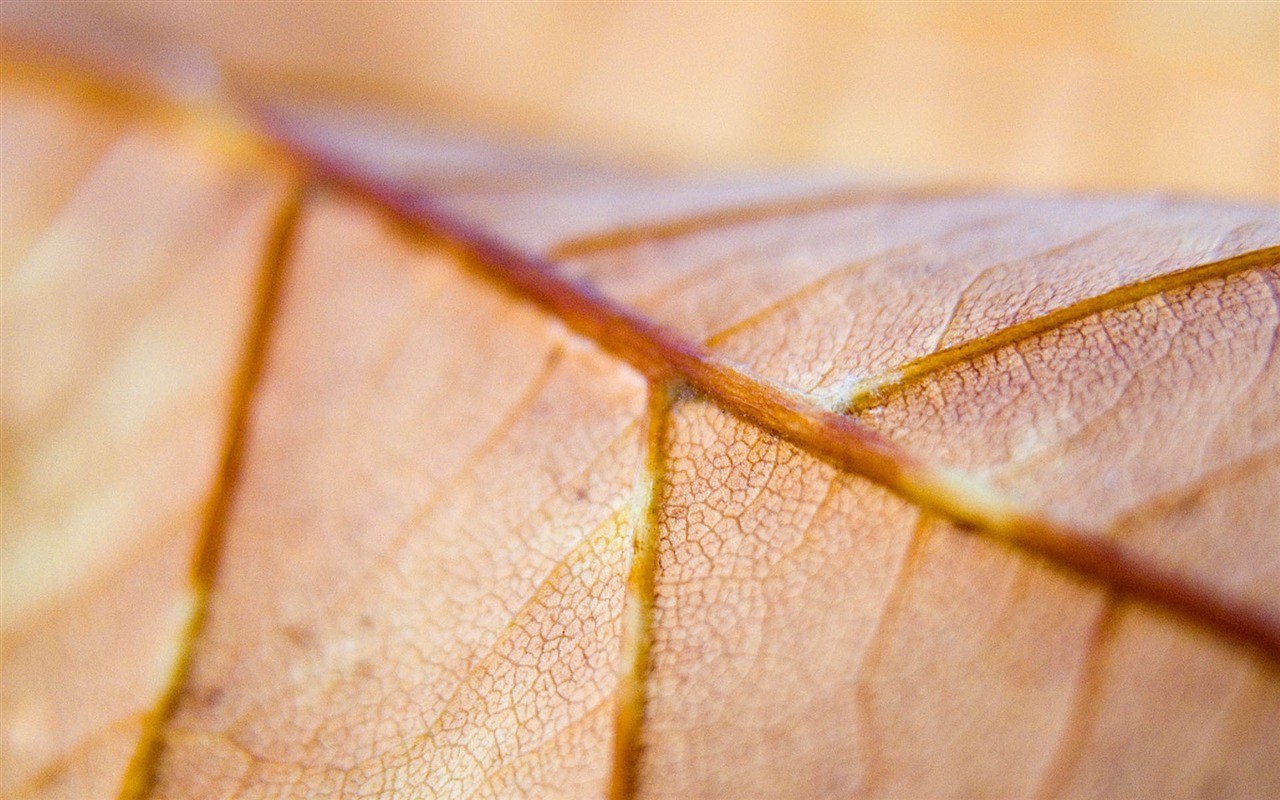 Foreign photography green leaf wallpaper (1) #17 - 1280x800