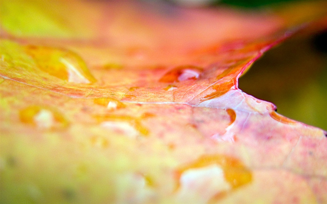 Foreign photography green leaf wallpaper (1) #18 - 1280x800