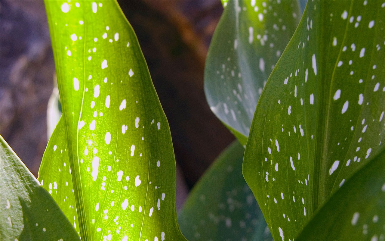 Foreign photography green leaf wallpaper (1) #19 - 1280x800