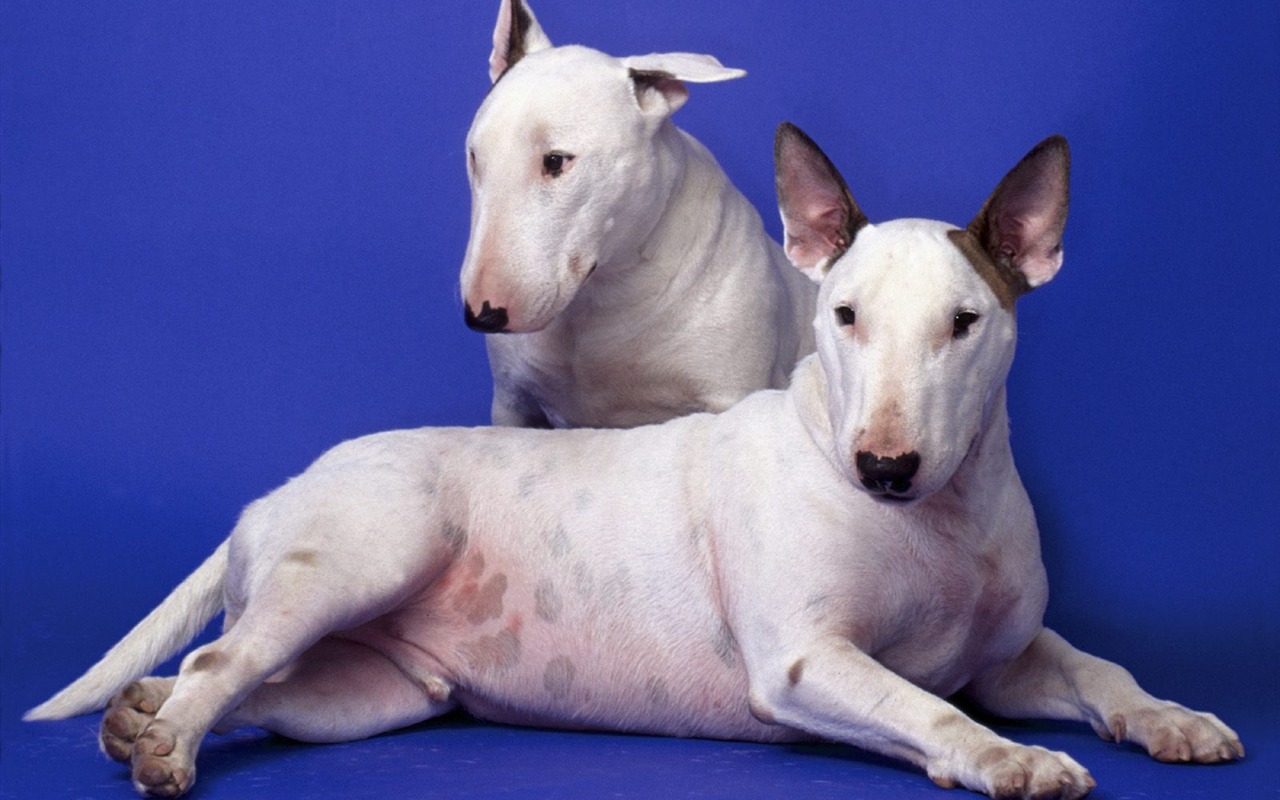 1600 dog photo wallpaper (5) #15 - 1280x800