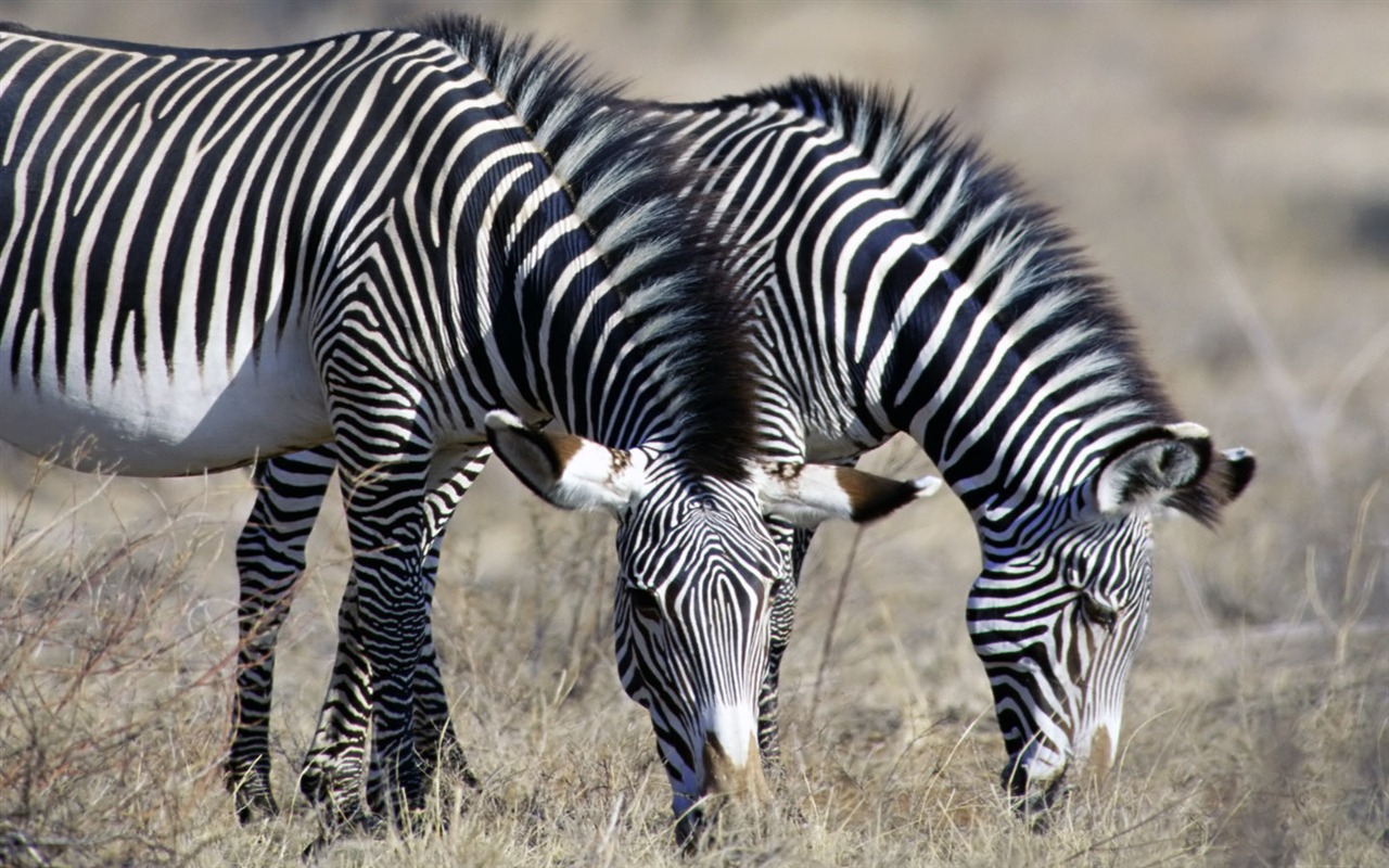 Zebra Foto Wallpaper #1 - 1280x800