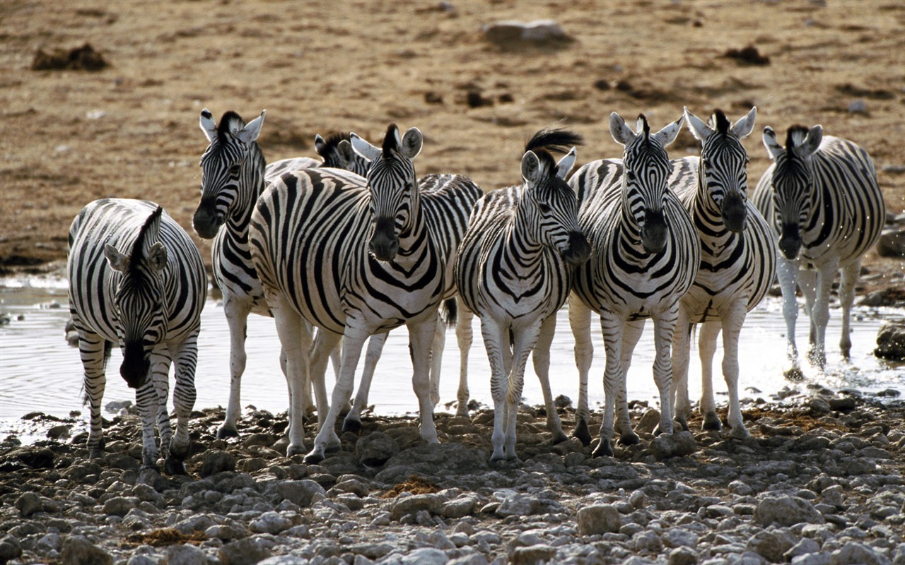 Zebra Foto Wallpaper #3 - 1280x800