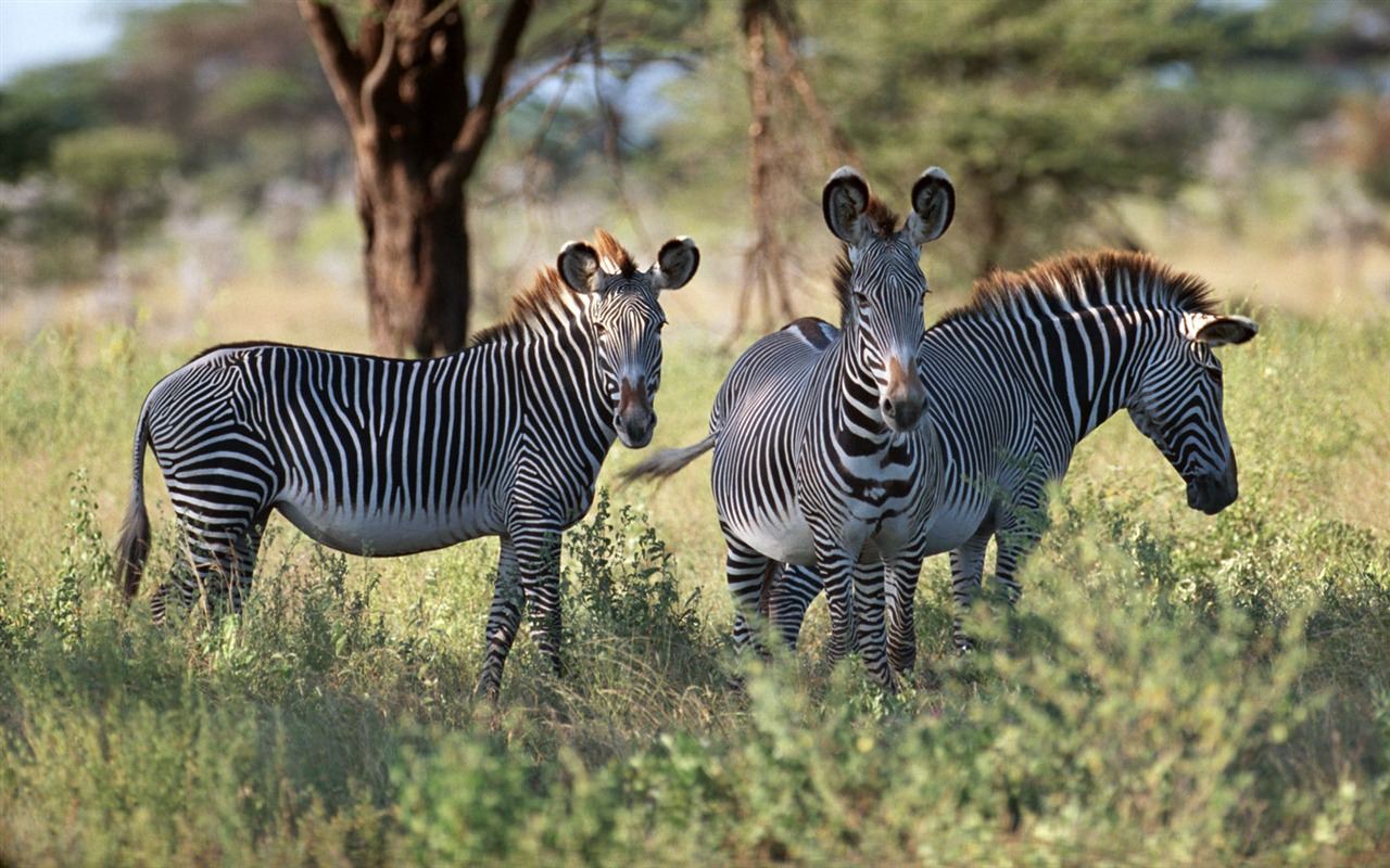 Zebra Foto Wallpaper #4 - 1280x800