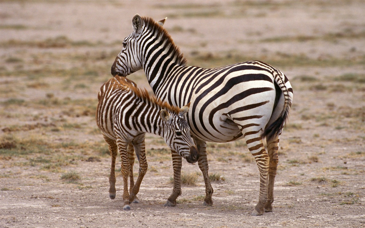 Zebra Foto Wallpaper #5 - 1280x800