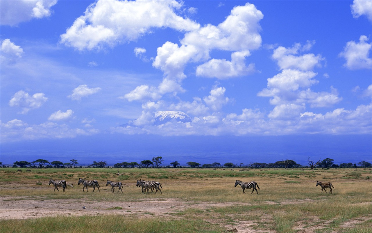 Zebra Foto Wallpaper #6 - 1280x800