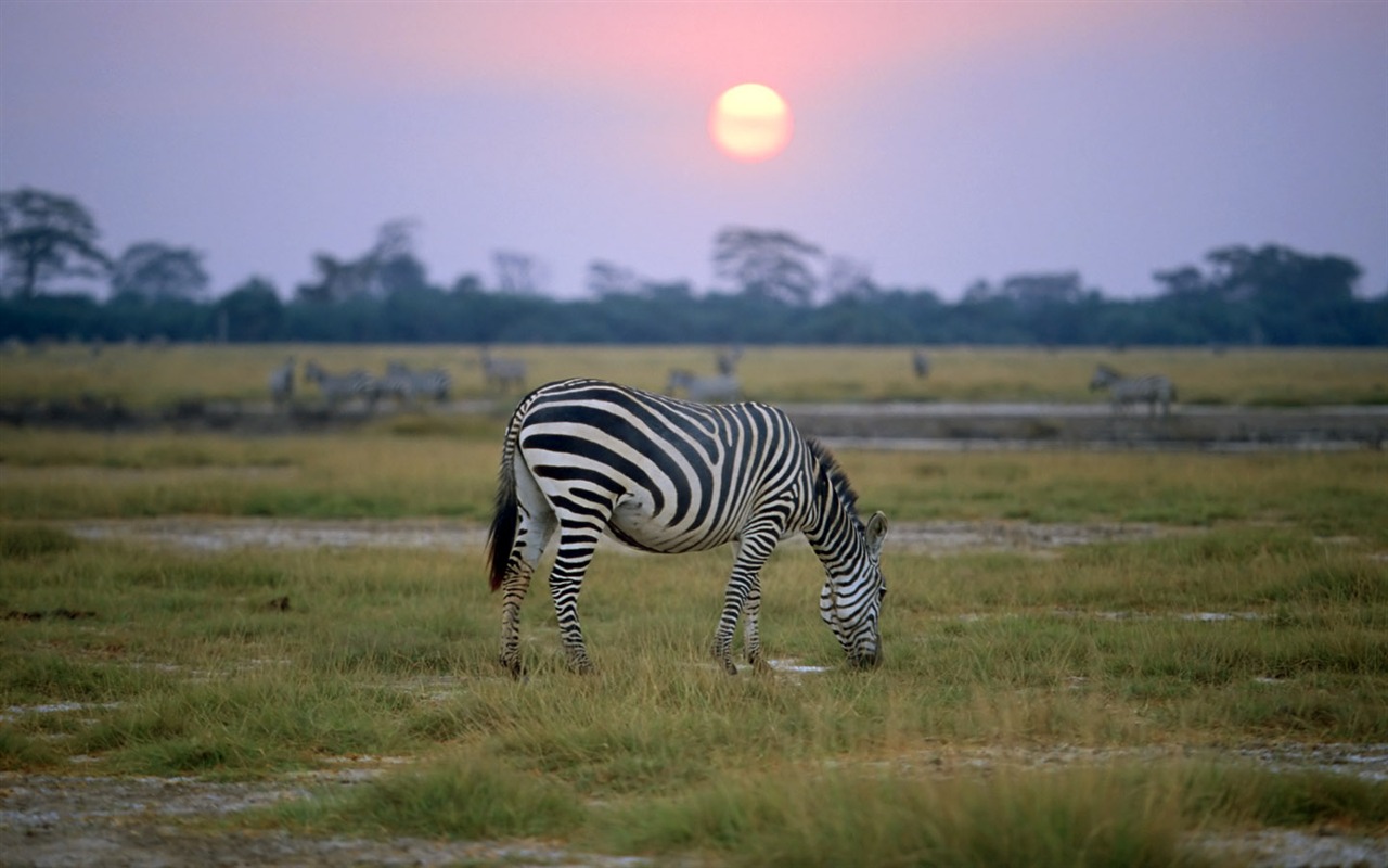 Zebra Foto Wallpaper #8 - 1280x800