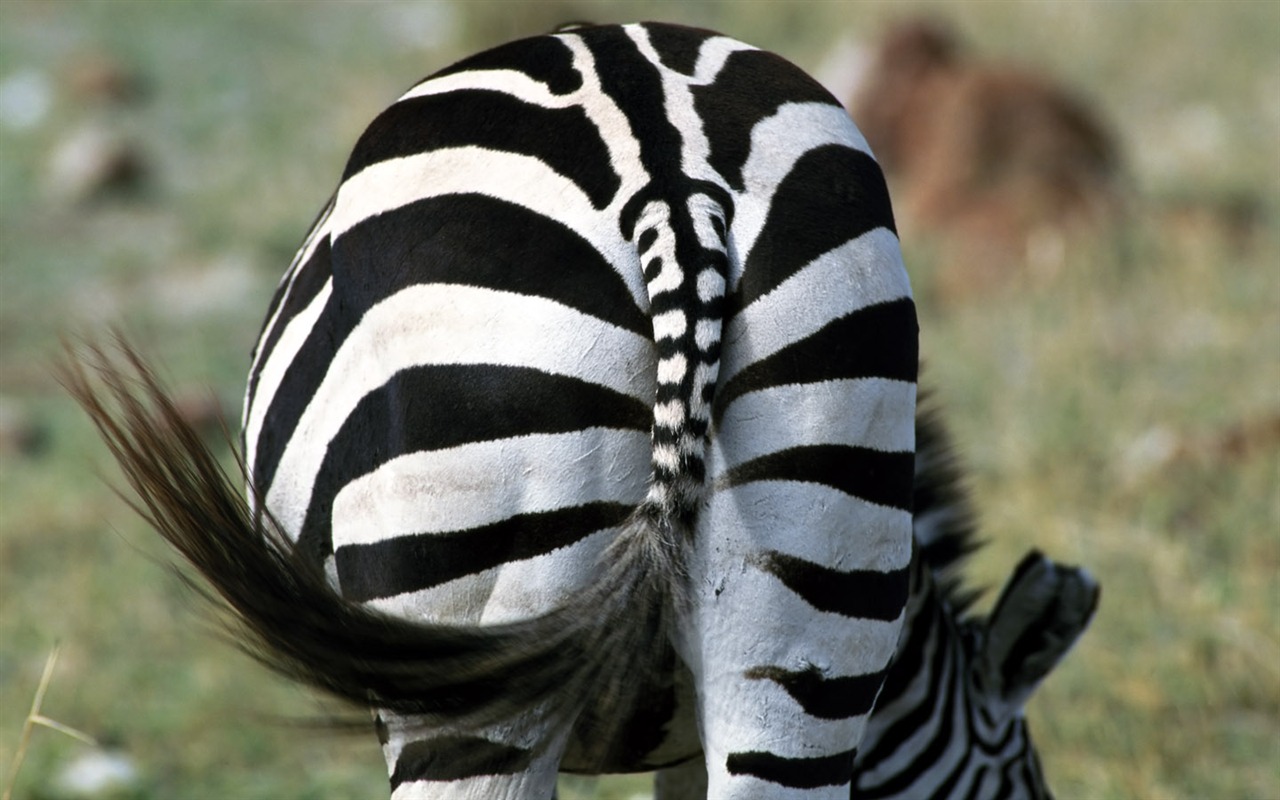 Zebra Foto Wallpaper #9 - 1280x800